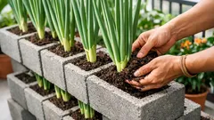 Cara menanam daun bawang perai di lubang blok beton untuk balkon sempit